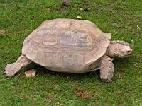Tortue striee ou a eperons, Geochelone sulcata(ord. Testudines)(fam. Testudinides) (Photo F. Mrugala) (1)